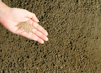 Main répendant des semences de gazon sur une terre fine